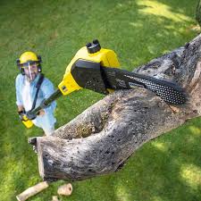 Best Tree Preservation Services  in Lmyra, PA