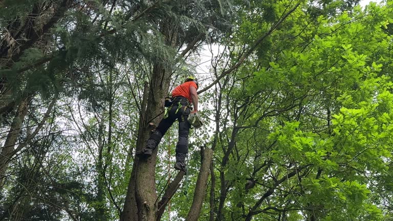 Best Tree Cabling and Bracing  in Lmyra, PA