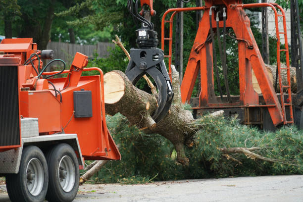 Best Tree Trimming and Pruning  in Lmyra, PA