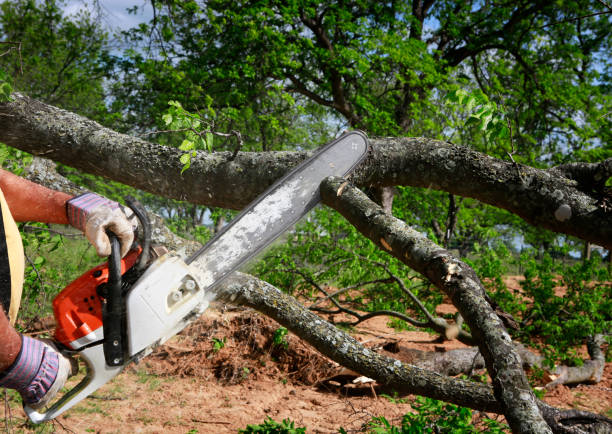 Best Arborist Consultation Services  in Lmyra, PA